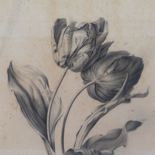 Tulip Engraving [PRI0037]