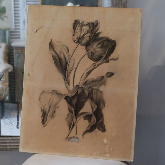 Tulip Engraving [PRI0037]