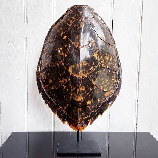 A Mounted Antique Tortoiseshell from a Private Collection