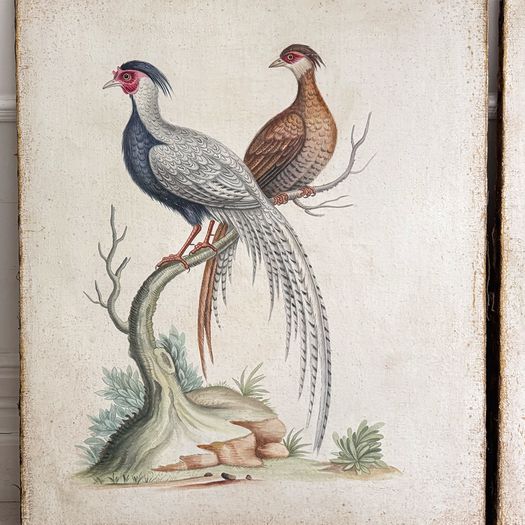 Two Large Italian Oil on Gesso Exotic Bird Paintings