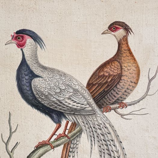 Two Large Italian Oil on Gesso Exotic Bird Paintings