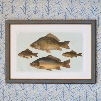 A set of six early 20th century coloured chromolithographs of freshwater fish from central Europe by the zoologist and geologist Carl Vogt (1817-1895