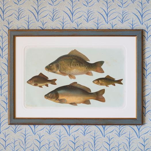 A set of six early 20th century coloured chromolithographs of freshwater fish from central Europe by the zoologist and geologist Carl Vogt (1817-1895