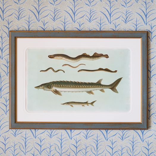A set of six early 20th century coloured chromolithographs of freshwater fish from central Europe by the zoologist and geologist Carl Vogt (1817-1895
