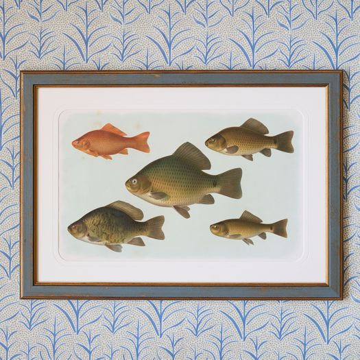 A set of six early 20th century coloured chromolithographs of freshwater fish from central Europe by the zoologist and geologist Carl Vogt (1817-1895