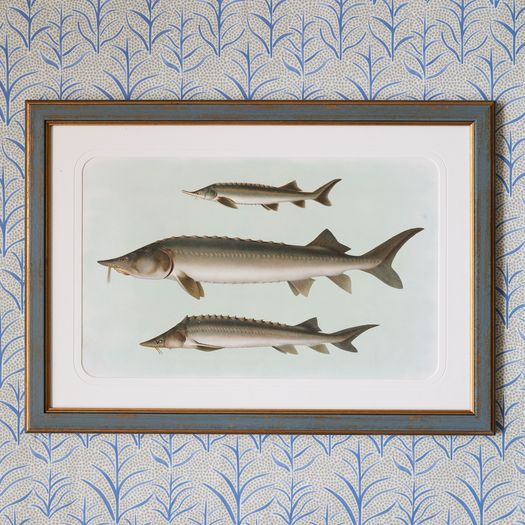 A set of six early 20th century coloured chromolithographs of freshwater fish from central Europe by the zoologist and geologist Carl Vogt (1817-1895