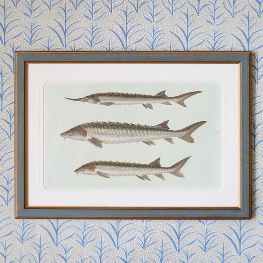 A set of six early 20th century coloured chromolithographs of freshwater fish from central Europe by the zoologist and geologist Carl Vogt (1817-1895