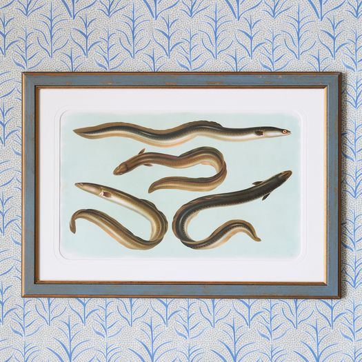 A set of six early 20th century coloured chromolithographs of freshwater fish from central Europe by the zoologist and geologist Carl Vogt (1817-1895