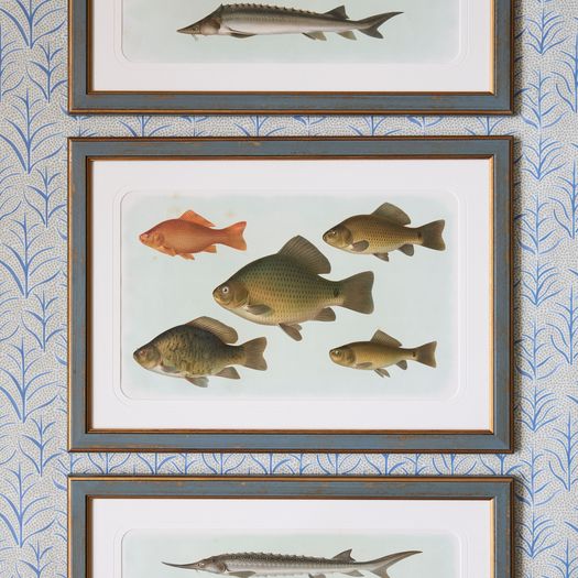 A set of six early 20th century coloured chromolithographs of freshwater fish from central Europe by the zoologist and geologist Carl Vogt (1817-1895