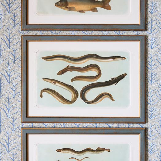 A set of six early 20th century coloured chromolithographs of freshwater fish from central Europe by the zoologist and geologist Carl Vogt (1817-1895