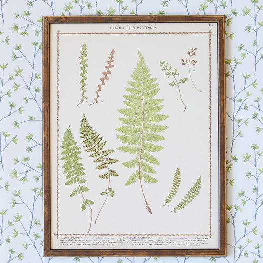 A set of three chromolithograph fern prints from the Fern Portfolio by Francis George Heath (1843-1913)