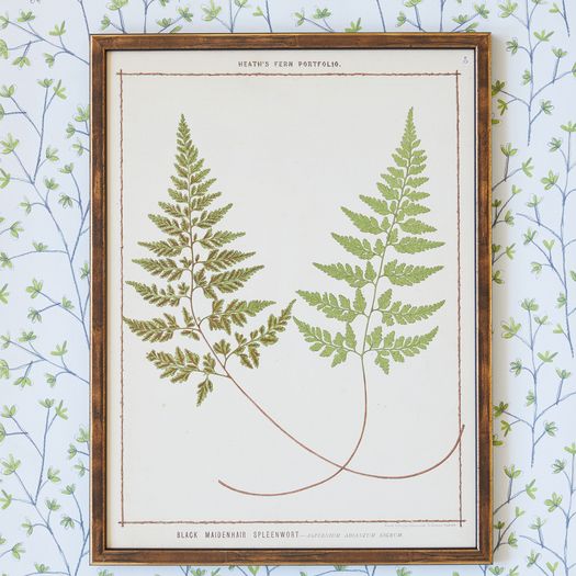 A set of three chromolithograph fern prints from the Fern Portfolio by Francis George Heath (1843-1913)