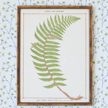 A set of three chromolithograph fern prints from the Fern Portfolio by Francis George Heath (1843-1913)