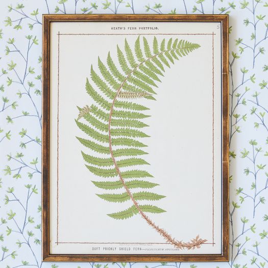 A set of three chromolithograph fern prints from the Fern Portfolio by Francis George Heath (1843-1913)