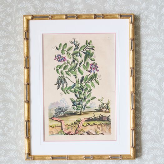 A set of eight antique hand-coloured folio copper plate prints by Abraham Munting (1626 - 1683)