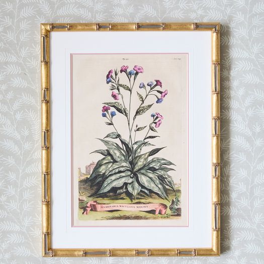 A set of eight antique hand-coloured folio copper plate prints by Abraham Munting (1626 - 1683)