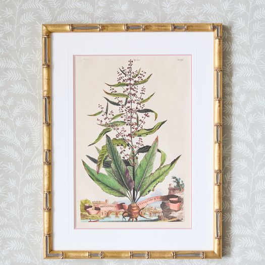 A set of eight antique hand-coloured folio copper plate prints by Abraham Munting (1626 - 1683)