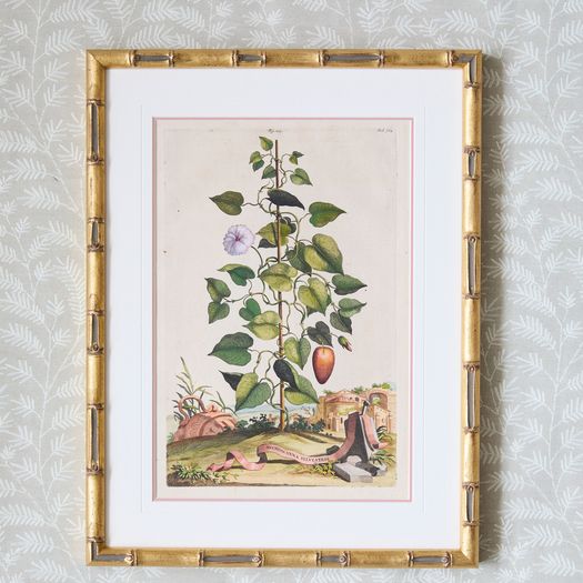 A set of eight antique hand-coloured folio copper plate prints by Abraham Munting (1626 - 1683)