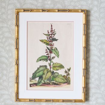 A pair of eight antique hand-coloured folio copper plate prints by Abraham Munting (1626 - 1683)