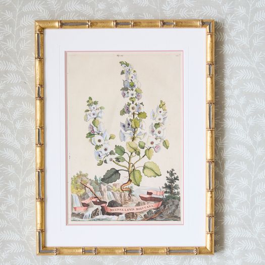 A set of eight antique hand-coloured folio copper plate prints by Abraham Munting (1626 - 1683)