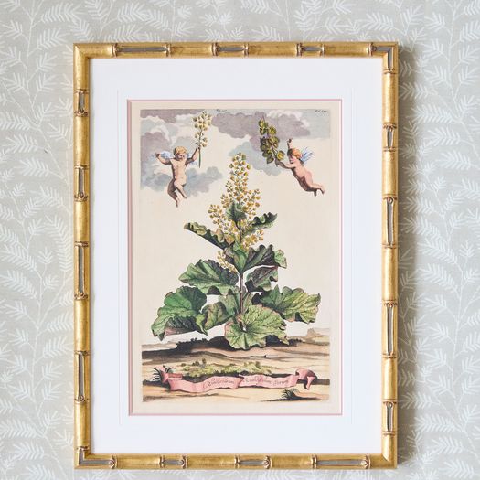A set of eight antique hand-coloured folio copper plate prints by Abraham Munting (1626 - 1683)