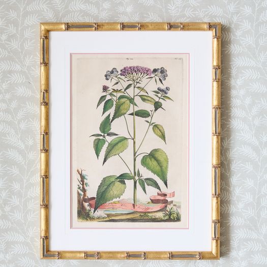 A set of eight antique hand-coloured folio copper plate prints by Abraham Munting (1626 - 1683)