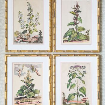A set of eight antique hand-coloured folio copper plate prints by Abraham Munting (1626 - 1683)