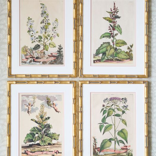 A set of eight antique hand-coloured folio copper plate prints by Abraham Munting (1626 - 1683)