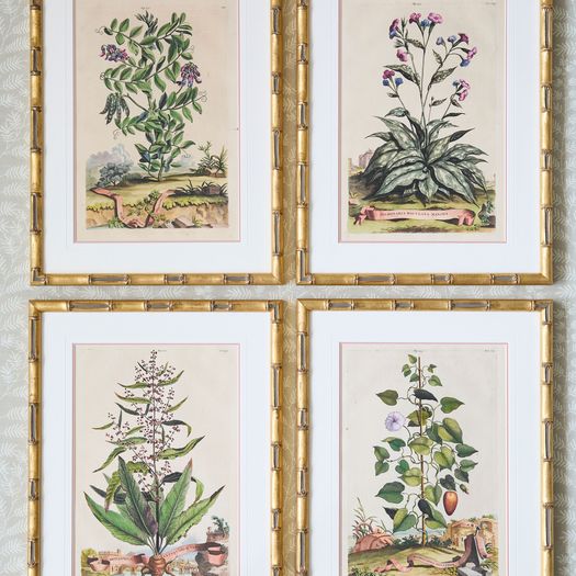 A set of eight antique hand-coloured folio copper plate prints by Abraham Munting (1626 - 1683)
