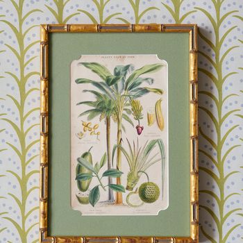A set of four 19th century hand-coloured copper engravings after botanical illustrations by J Bishop and Walter Hood Fitch