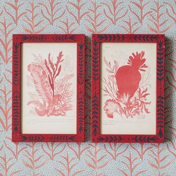 A pair of nineteenth century hand-coloured engravings of seaweeds presented in hand-painted decorative frames