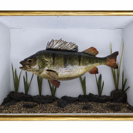 European Perch