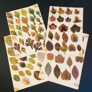 Set of 15 Botanical ‘Trompe l’oeil’ Leaf Pressings in Painted Velvet