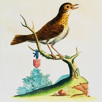 Set of 10 English 18th Century Bird Engravings
